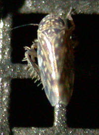 Xestocephalus lunatus